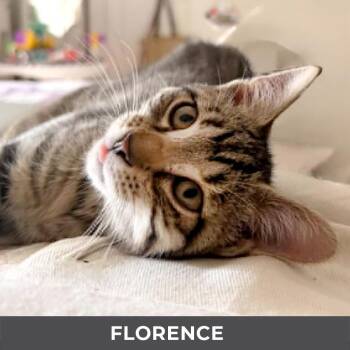 Florence -  Domestic Short Hair Cat for Adoption in Toronto, Ontario - Florence | PetCurious
