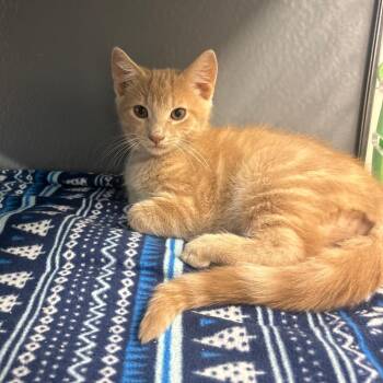 Pontoon & Sailboat *bonded pair* -  Domestic Short Hair Cat for Adoption in Philadelphia, Pennsylvania - Pontoon & Sailboat *bonded Pair* | PetCurious