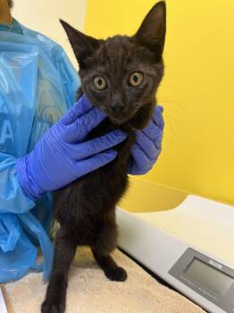 Renee -  Domestic Short Hair Cat for Adoption in Raleigh, North Carolina - Renee | PetCurious