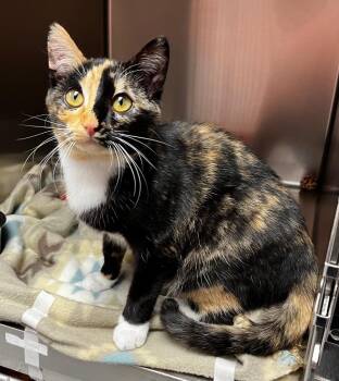 Domestic Short Hair Cats Available for Adoption in Logan, Utah - Georgia | PetCurious