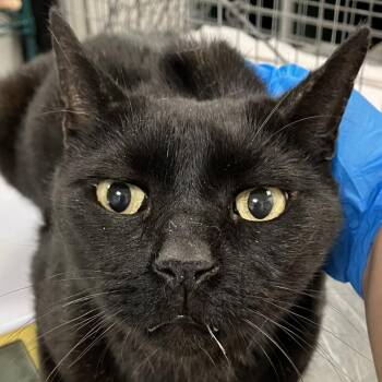 Mew -  Domestic Short Hair Cat for Adoption in Las Cruces, New Mexico - Mew | PetCurious