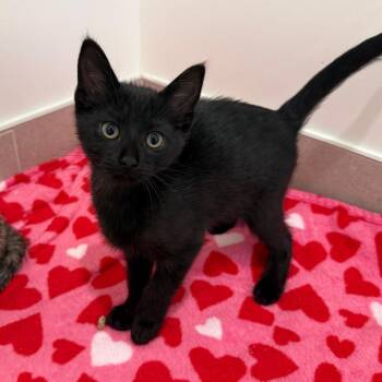 Jack -  Domestic Short Hair Cat for Adoption in Wheeling, Illinois - Jack | PetCurious