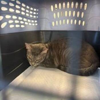 Monique -  Domestic Short Hair Cat for Adoption in West Palm Beach, Florida - Monique | PetCurious