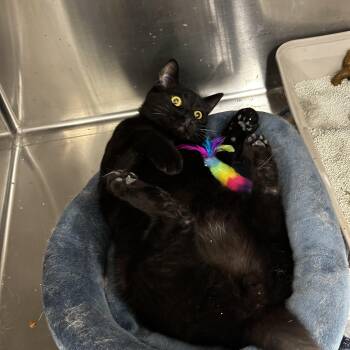 Domestic Short Hair Cats Available for Adoption - Anise | PetCurious