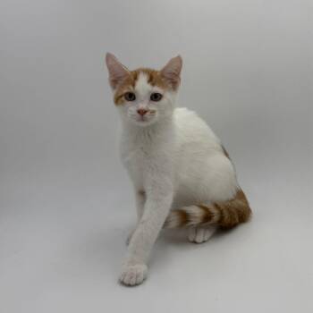 Dwight -  Domestic Short Hair Cat for Adoption in State College, Pennsylvania - Dwight | PetCurious