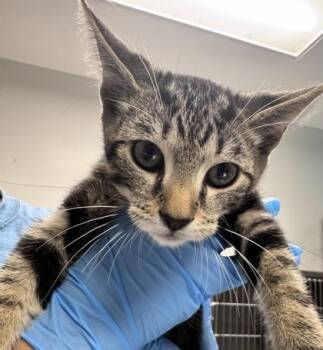 Winston Purrchill -  Domestic Short Hair Cat for Adoption in Daytona Beach, Florida - Winston Purrchill | PetCurious
