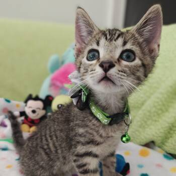 Orion -  Domestic Short Hair Cat Available for Adoption in Mount Pleasant, South Carolina - Orion | PetCurious
