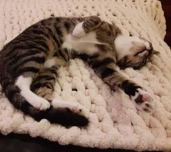 Rescue Domestic Short Hair Cats for Adoption in Hershey, Pennsylvania - Odyssey | PetCurious