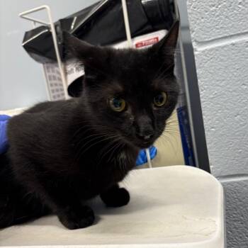 Domestic Short Hair Cats Available for Adoption in Milton, Florida - FB | PetCurious