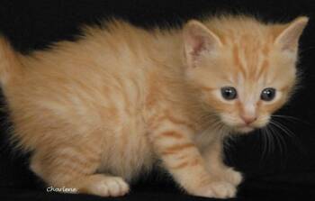 Gulliver -  Domestic Short Hair and Tabby Cat for Adoption in Newland, North Carolina - Gulliver | PetCurious