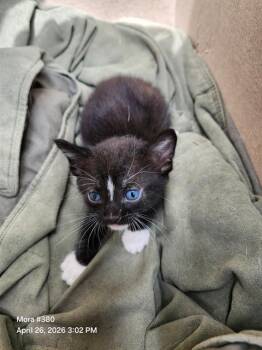 Domestic Short Hair Cats Available for Adoption in San Antonio, Texas - TOMMY | PetCurious