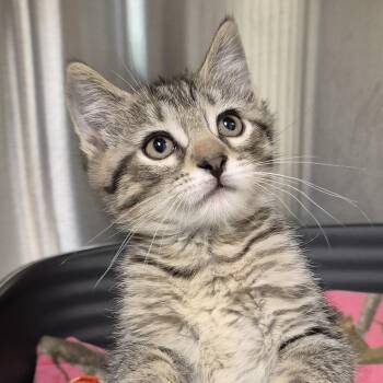 Domestic Short Hair Cats Available for Adoption in Tioga, Pennsylvania - Jiminy Cricket | PetCurious