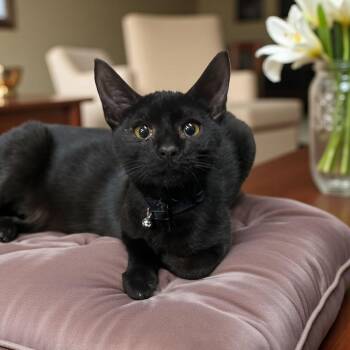 Rescue Domestic Short Hair Cats for Adoption in Wilmington, Ohio - Peter | PetCurious