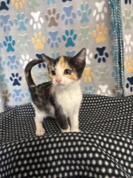 Domestic Short Hair Cats Available for Adoption in Wabash, Indiana - Maple | PetCurious