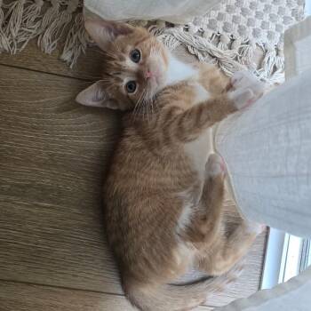 Nemo -  Domestic Short Hair Cat for Adoption in Martinsville, Indiana - Nemo | PetCurious