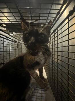DALA -  Domestic Short Hair Cat for Adoption in San Antonio, Texas - DALA | PetCurious