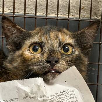 Genie -  Domestic Short Hair Cat for Adoption in Yuma, Arizona - Genie | PetCurious
