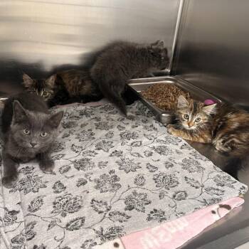 Tommy -  Domestic Short Hair Cat for Adoption in Medford, Oregon - Tommy | PetCurious