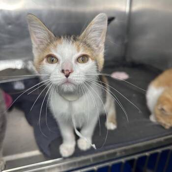 Radiant -  Domestic Short Hair Cat for Adoption in Matteson, Illinois - Radiant | PetCurious