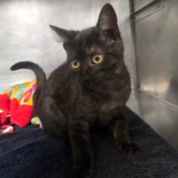 Pixel -  Domestic Medium Hair Cat for Adoption in San Jacinto, California - Pixel | PetCurious