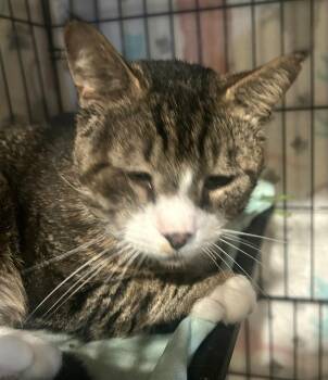 Teddy -  Tabby Cat Available for Adoption in Syracuse, New York - Teddy | PetCurious