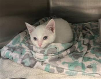 CINDERELLA -  Domestic Short Hair Cat for Adoption in Rancho Cucamonga, California - CINDERELLA | PetCurious