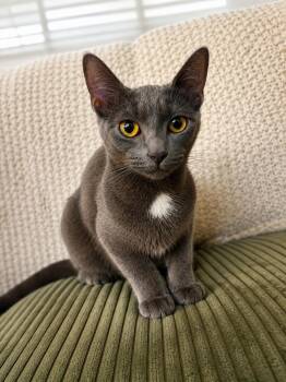 Sadie -  Russian Blue Cat for Adoption in Long Beach, California - Sadie | PetCurious