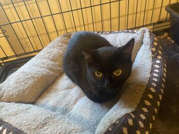 Benny -  Domestic Medium Hair Cat for Adoption in Troy, New York - Benny | PetCurious
