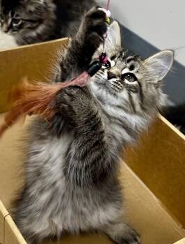 Poe -  Domestic Long Hair Cat for Adoption in Sandusky, Michigan - Poe | PetCurious