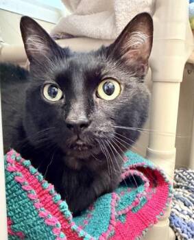 Laci -  Domestic Short Hair Cat for Adoption in Bellevue, Washington - Laci | PetCurious