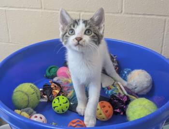 Opal -  Domestic Short Hair Cat for Adoption in Little Rock, Arkansas - Opal | PetCurious