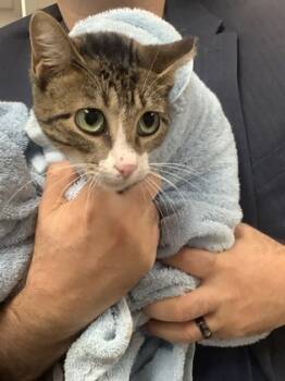 Rescue Domestic Short Hair Cats for Adoption in Fort Worth, Texas - Radley | PetCurious