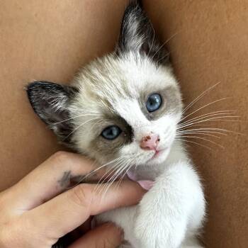 Siamese Cats Available for Adoption in Santa Ana, California - Cotton | PetCurious
