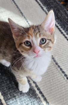 Torbie Cats Available for Adoption in Saginaw, Michigan - Rye | PetCurious