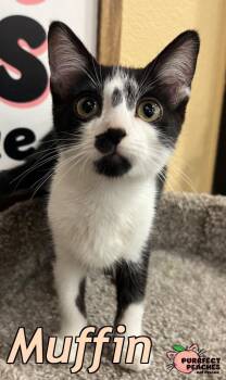 Muffin -  Domestic Short Hair Cat for Adoption in Douglasville, Georgia - Muffin | PetCurious