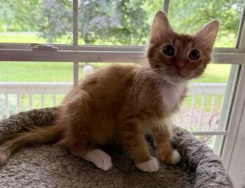 Simba Seibold -  Domestic Short Hair Cat for Adoption in Kansas City, Missouri - Simba Seibold | PetCurious
