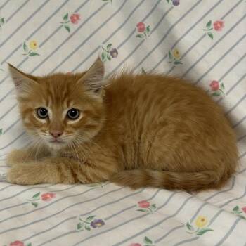 Piston -  Domestic Long Hair Cat for Adoption in Coos Bay, Oregon - Piston | PetCurious