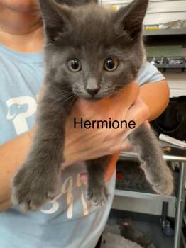 Hermione -  Russian Blue and Tabby Cat Available for Adoption in St. George, Utah - Hermione | PetCurious
