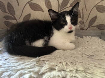 Rescue Domestic Short Hair Cats for Adoption in Walled Lake, Michigan - Wilber | PetCurious