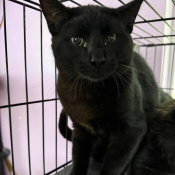 Domestic Short Hair Cats Available for Adoption in Boerne, Texas - Field And Stream | PetCurious