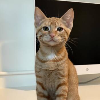 Woody -  Domestic Short Hair Cat for Adoption in Santa Fe, Texas - Woody | PetCurious