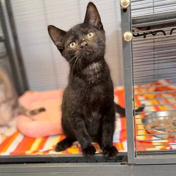 Grayson -  Domestic Short Hair Cat for Adoption in Portage, Michigan - Grayson | PetCurious
