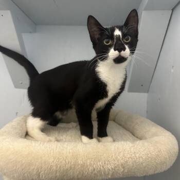 Patrick -  Domestic Short Hair Cat for Adoption in Mission, British Columbia - Patrick | PetCurious