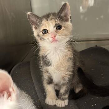 Orange -  Domestic Short Hair Cat for Adoption in Abilene, Texas - Orange | PetCurious