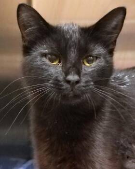 Tuna Turner -  Domestic Short Hair Cat for Adoption in Fishers, Indiana - Tuna Turner | PetCurious