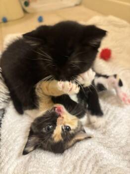 Patsy -  Domestic Short Hair Cat for Adoption in Buford, Georgia - Patsy | PetCurious