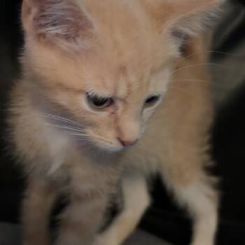 Abu -  Domestic Short Hair Cat for Adoption in Edwards, Illinois - Abu | PetCurious