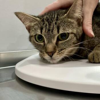 Domestic Short Hair Cats Available for Adoption in Fairmont, West Virginia - Tabitha | PetCurious