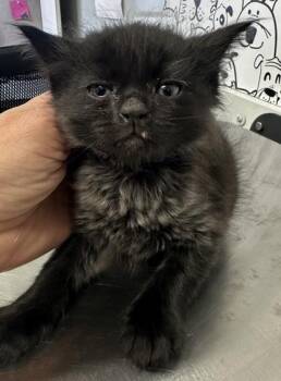 Domestic Short Hair Cats Available for Adoption in North Charleston, South Carolina - 06347B Shadow Adoption Ambassador | PetCurious