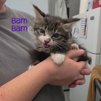 Bam Bam -  Domestic Short Hair Cat for Adoption in Parkersburg, West Virginia - Bam Bam | PetCurious